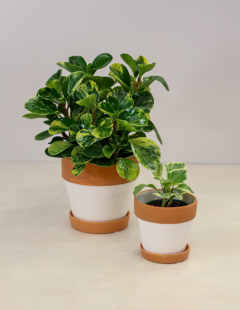 Pepperomia Plant Bay Area (CA) Plant Delivery Ah Sam Floral Co.