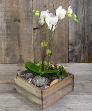 Ciao! Orchid & Succulent Garden