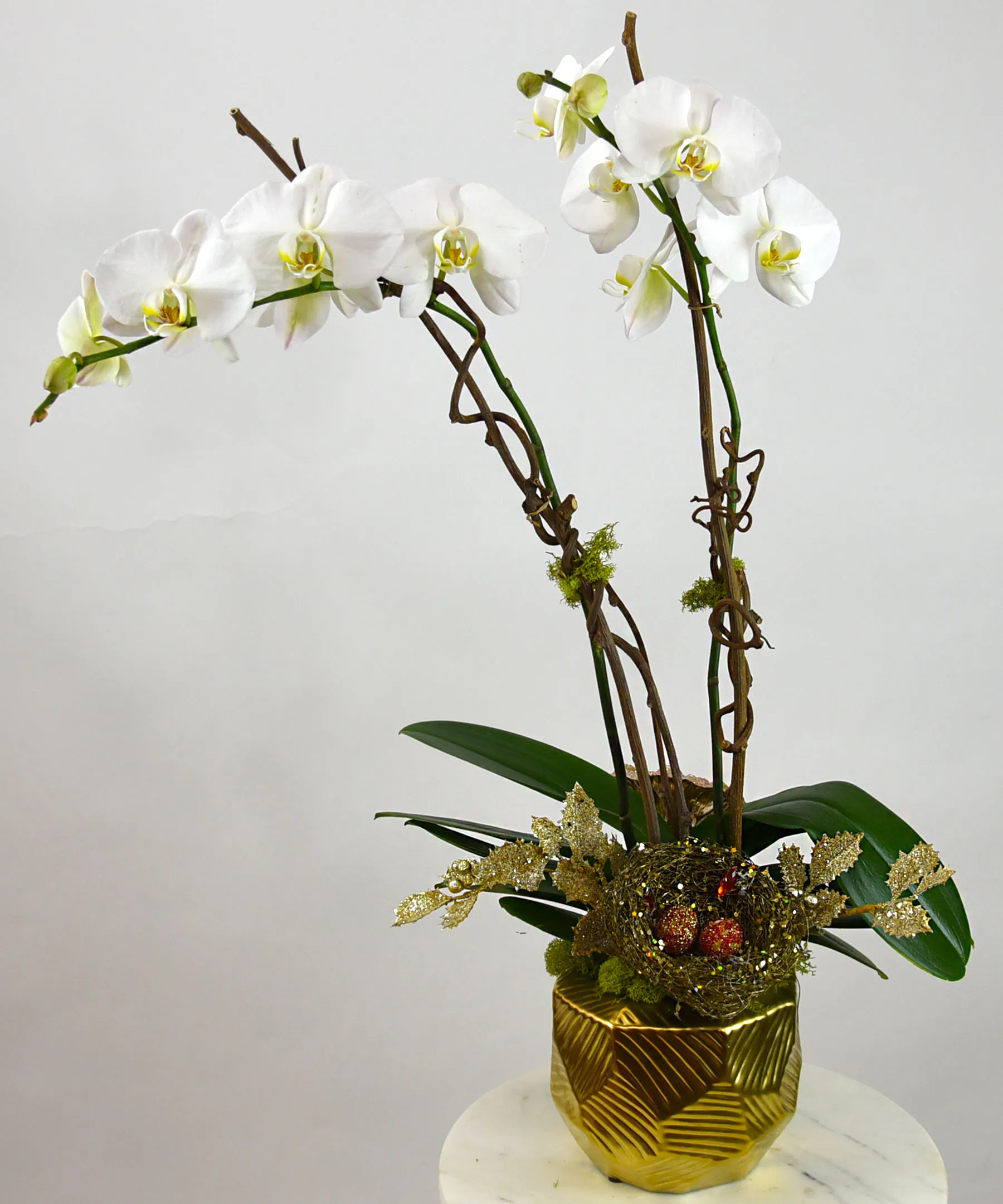 Winter Delight Orchid Plant Bay Area (CA) Plant Delivery Ah Sam